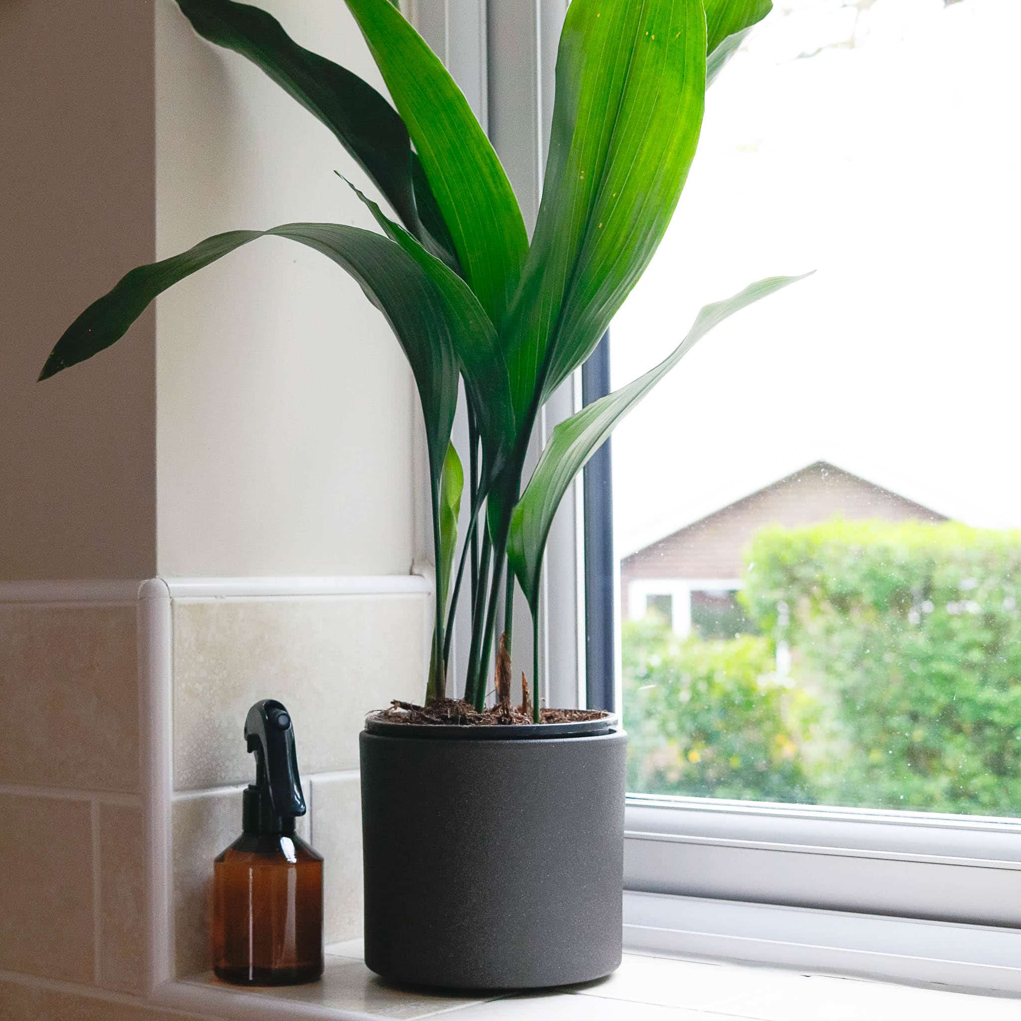 cast iron plant aspidistra bar room