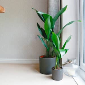 cast iron plant common aspidistra hardy indoor plant