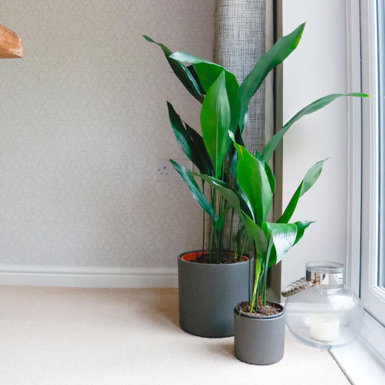 cast iron plant common aspidistra hardy indoor plant