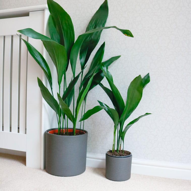 cast iron plant common aspidistra hardy indoor plant