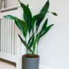 cast iron plant common aspidistra hardy indoor plant