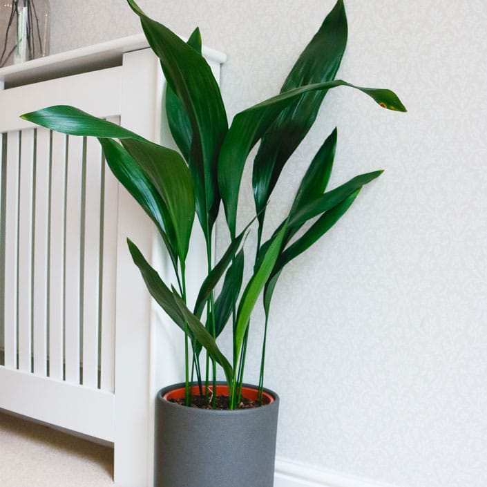cast iron plant common aspidistra hardy indoor plant
