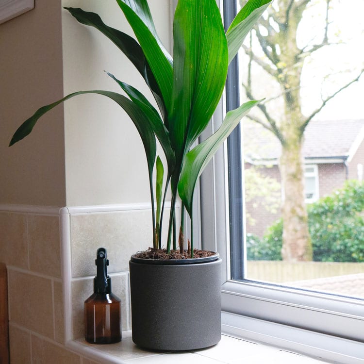 cast iron plant common aspidistra hardy indoor plant