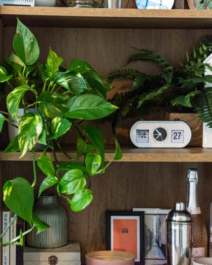 devils ivy epipremnum aureum golden pothos indoor hanging plant