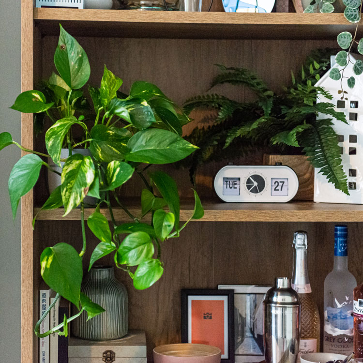 devils ivy epipremnum aureum golden pothos indoor hanging plant