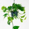 devils ivy golden pothos hanging plant climbing uk