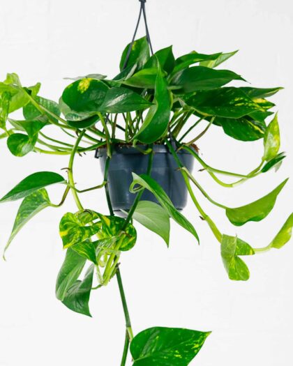 devils ivy golden pothos hanging plant climbing uk
