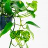devils ivy golden pothos hanging plant climbing uk