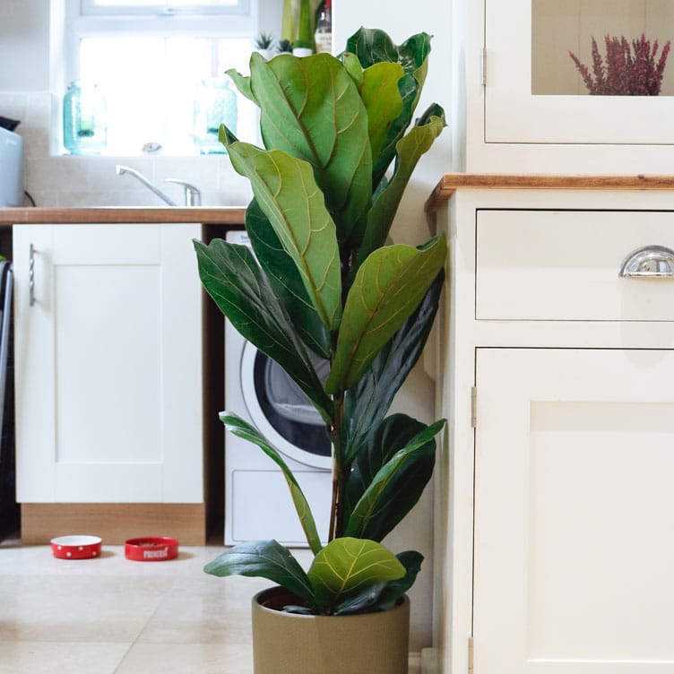 fiddle leaf fig ficus lyrata