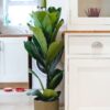 fiddle leaf fig ficus lyrata