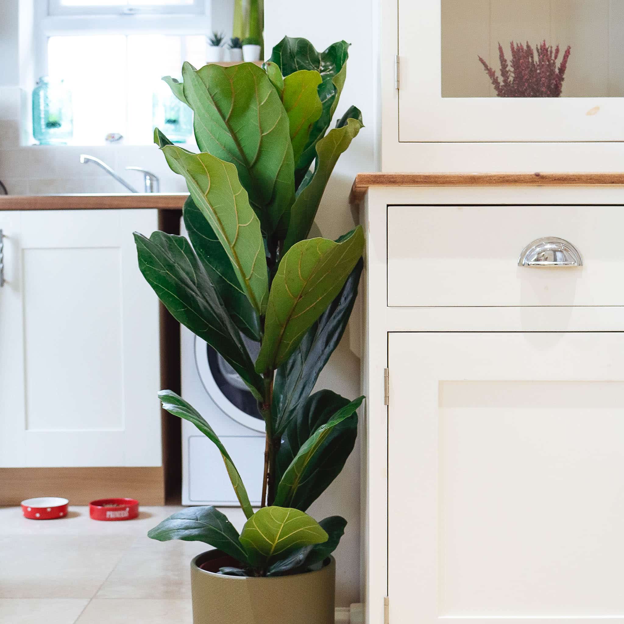 fiddle leaf fig ficus lyrata
