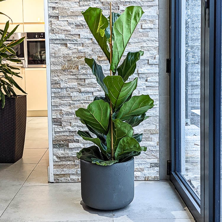indoor plant delivery uk fiddle