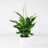 peace lily spathiphyllum