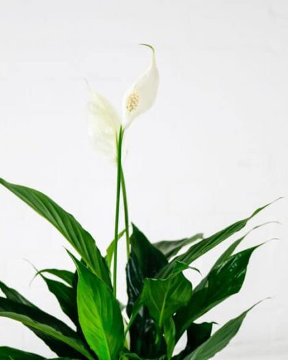 peace lily