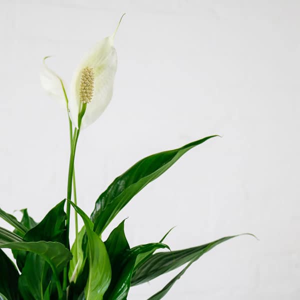 peace lily
