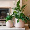 peace lily spathiphyllum popular houseplant shade friendly uk