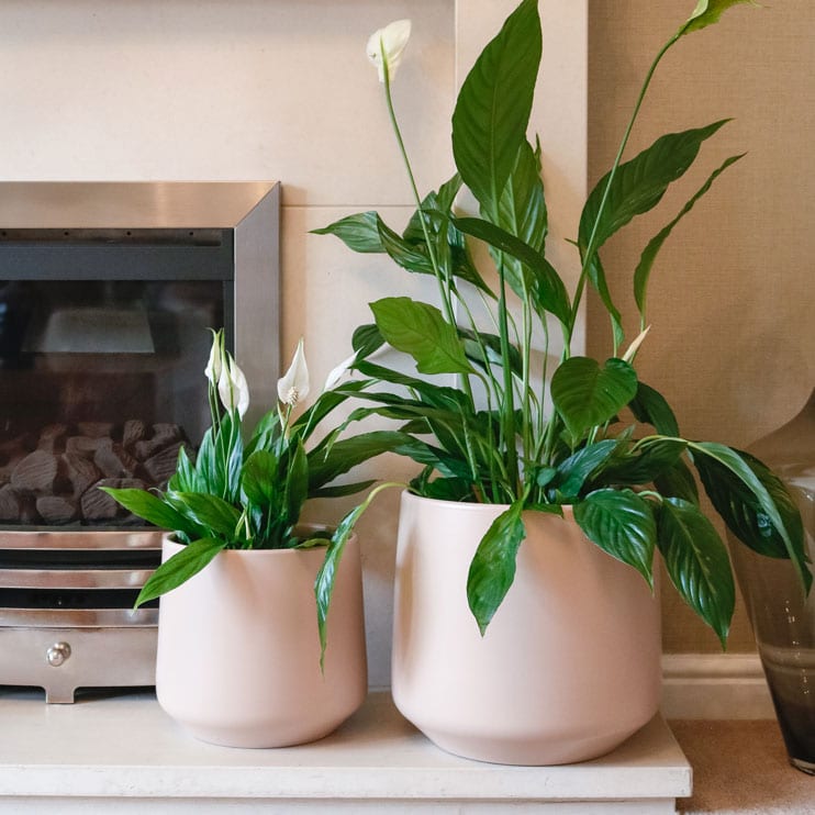 peace lily spathiphyllum popular houseplant shade friendly uk