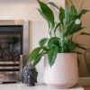 peace lily spathiphyllum popular houseplant shade friendly uk