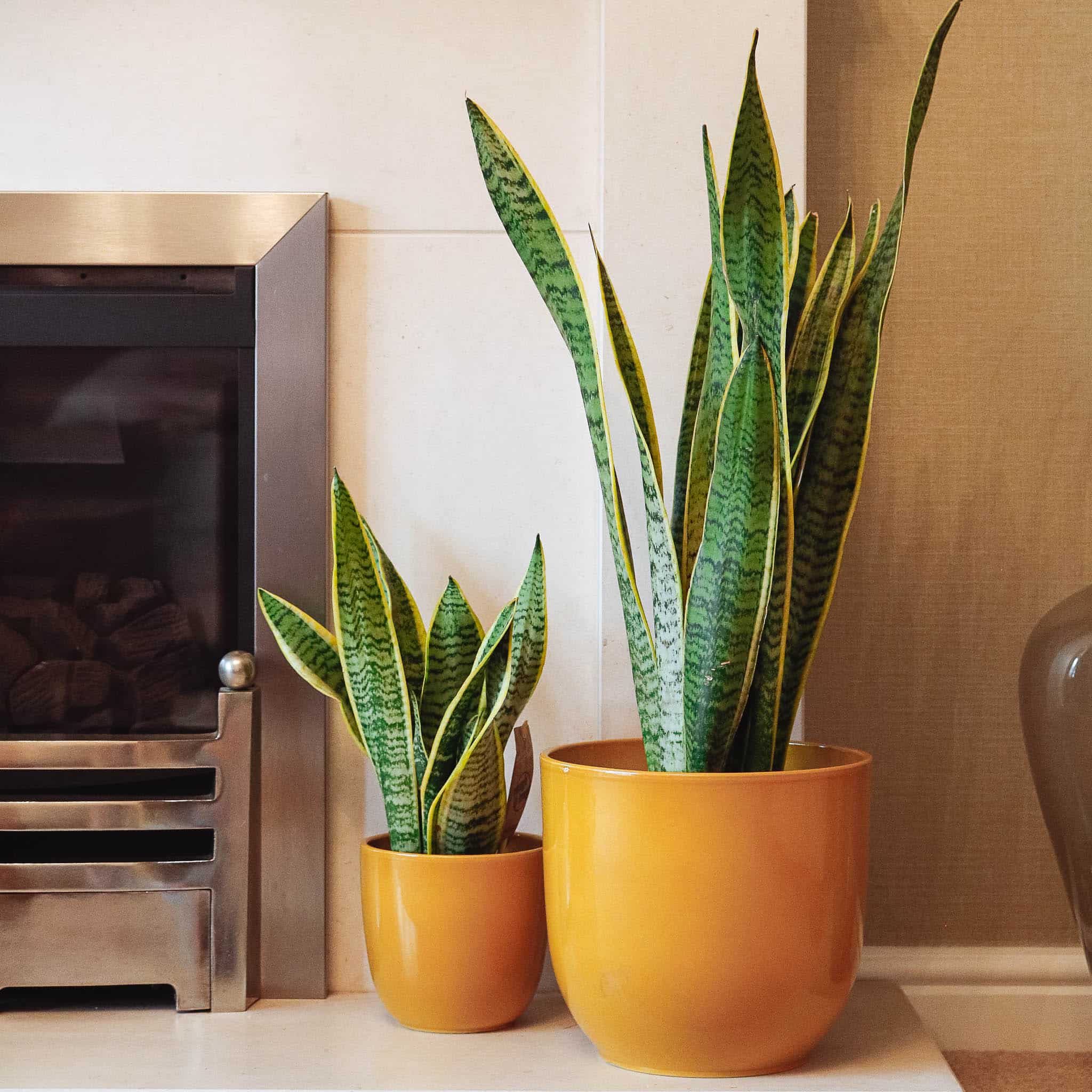 snake plant sansevieria laurentii