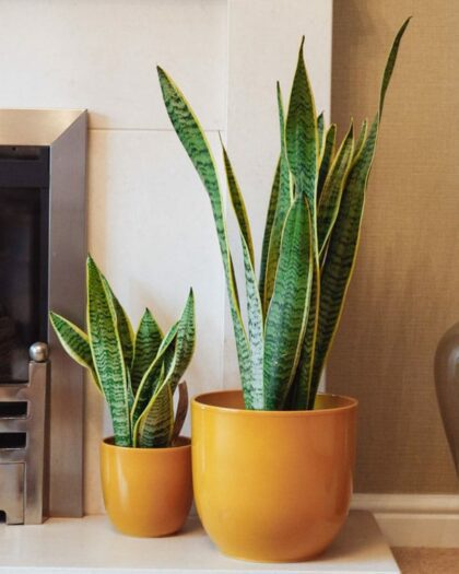 snake plant sansevieria laurentii mother-in-laws tongue