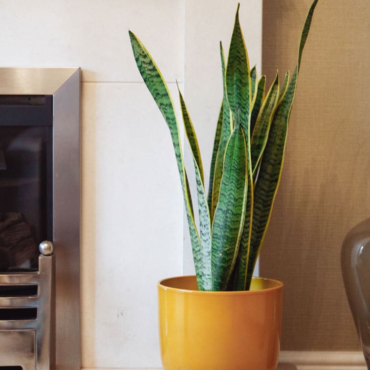 snake plant sansevieria laurentii mother-in-laws tongue