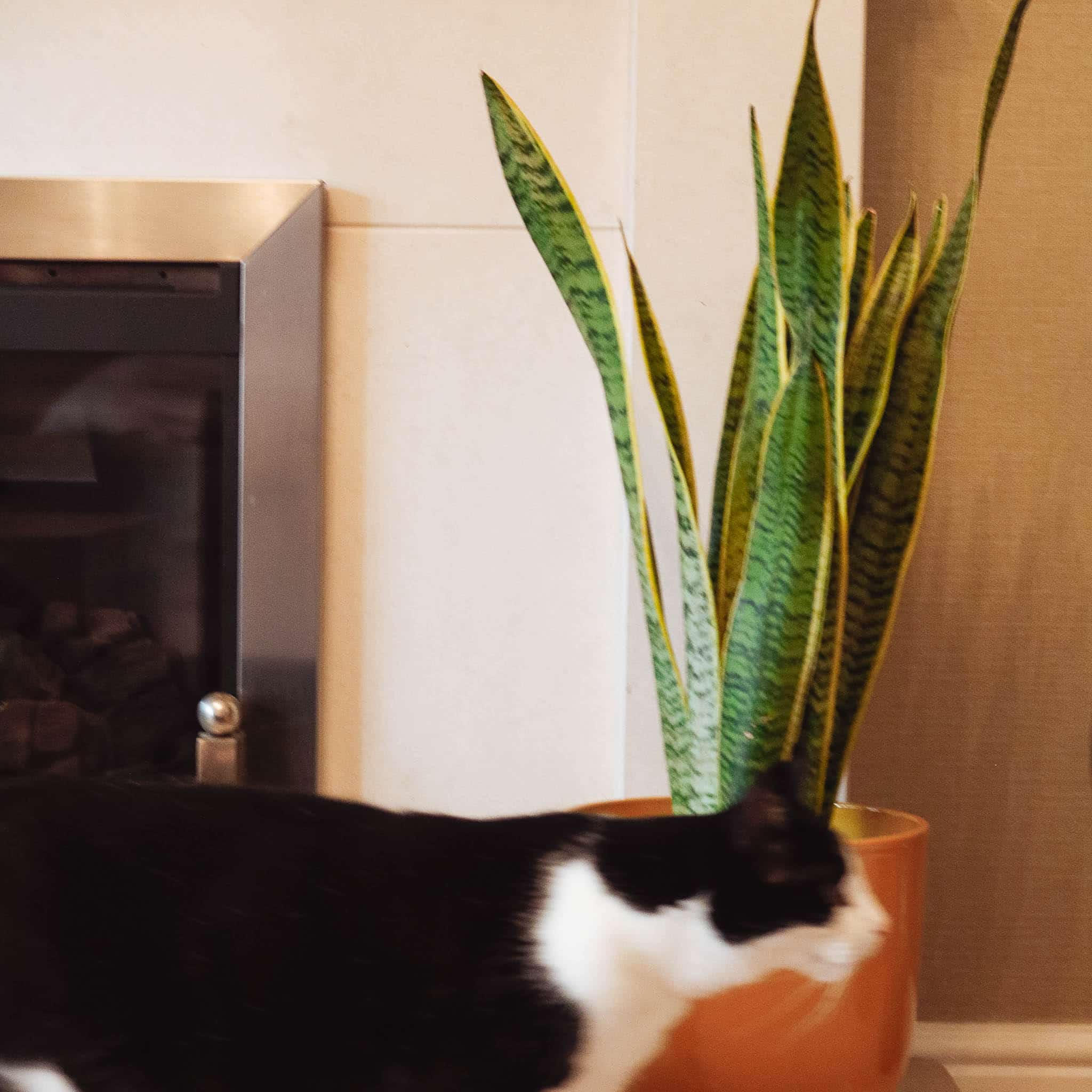 toxic houseplants snake plant