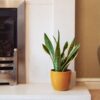 snake plant sansevieria laurentii mother-in-laws tongue