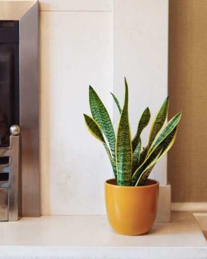 snake plant sansevieria laurentii mother-in-laws tongue