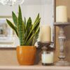 snake plant sansevieria laurentii mother-in-laws tongue