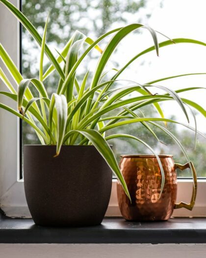 spider plant chlorophytum comosum