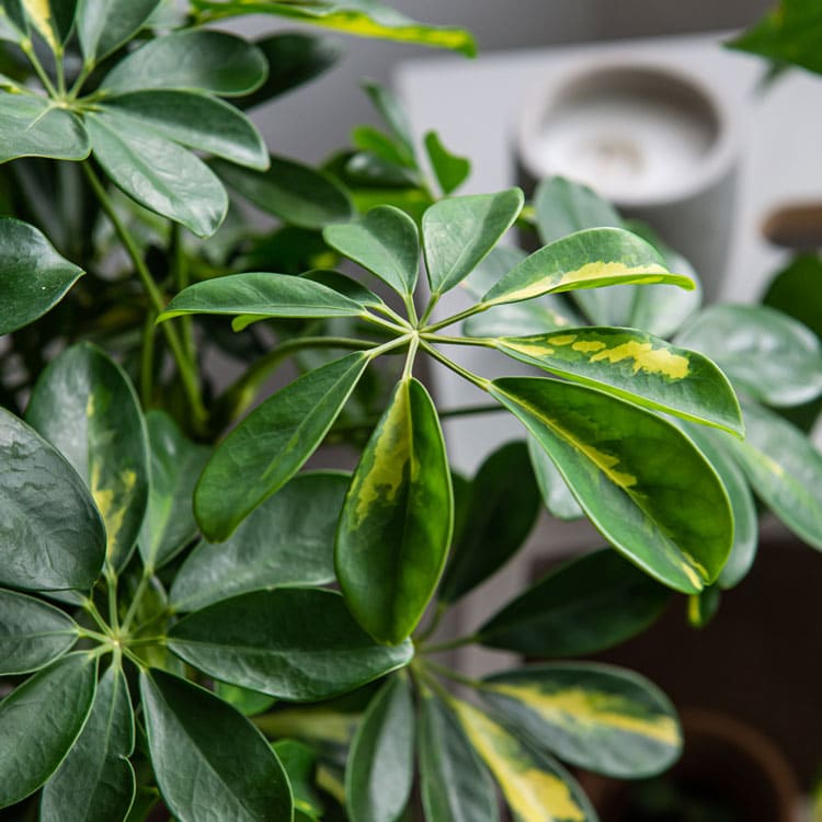 umbrella plant schefflera aboricola