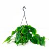 Heartleaf Philodendron Scandens hanging indoor plant