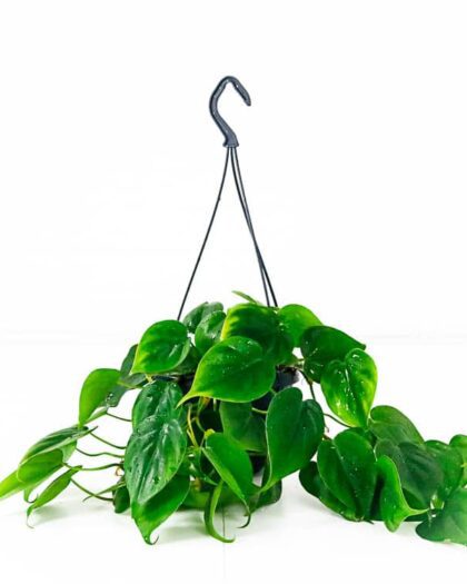 Heartleaf Philodendron Scandens hanging indoor plant