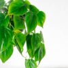 Heartleaf Philodendron Scandens indoor hanging plant