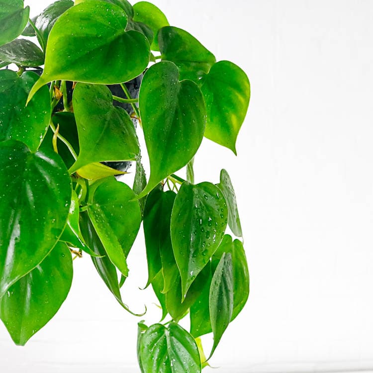 Heartleaf Philodendron Scandens indoor hanging plant