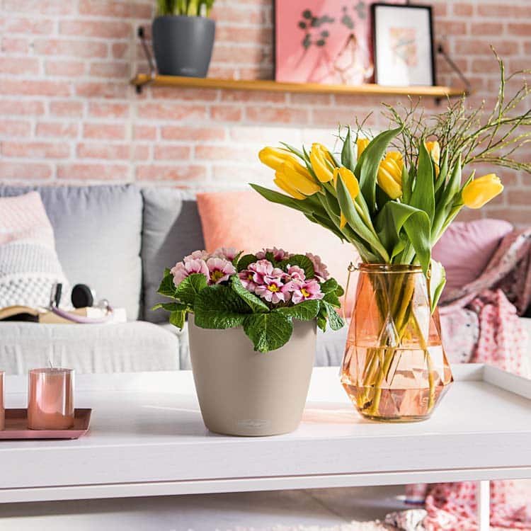 Lechuza CLASSICO Color 2