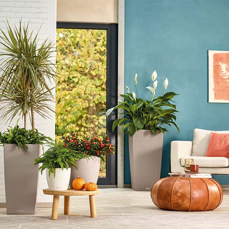 big tall houseplants