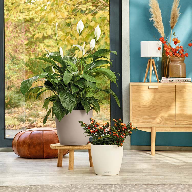 plant pots indoor buy online