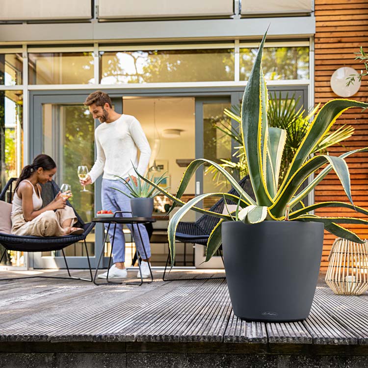 LECHUZA_CLASSICO outdoor plant