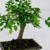 japanese elm bonsai tree