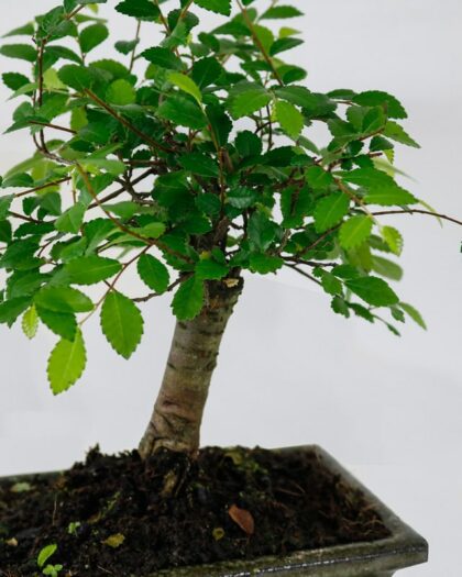 japanese elm bonsai tree
