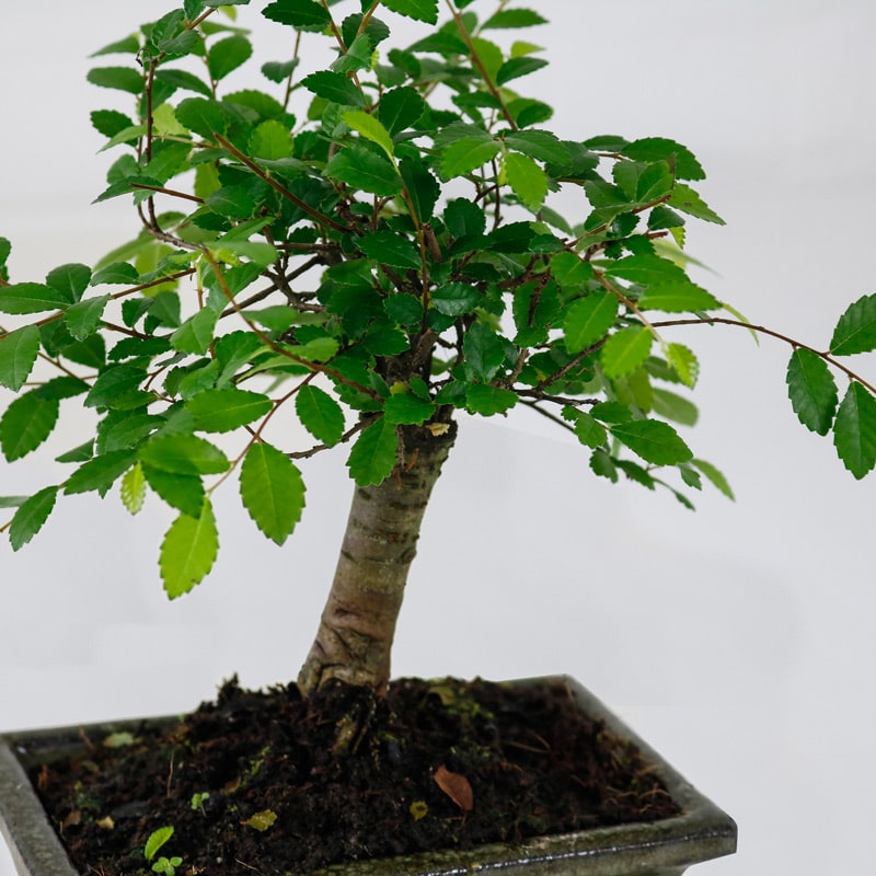 japanese elm bonsai tree