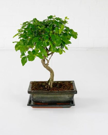 chinese privet bonsai