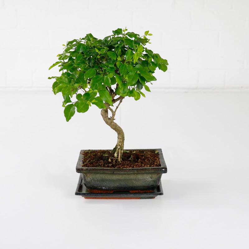 chinese privet bonsai