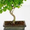 chinese privet bonsai