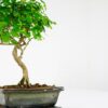 chinese privet bonsai