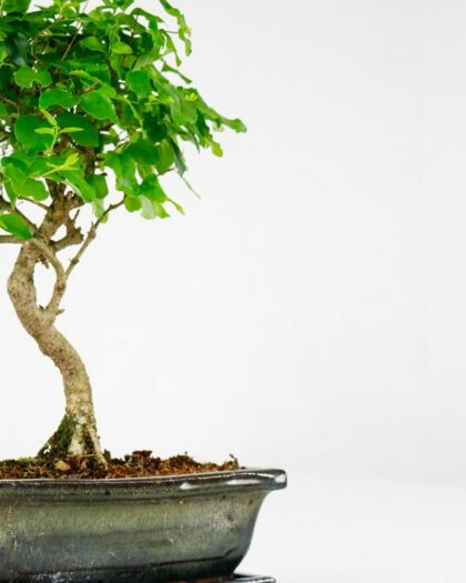 chinese privet bonsai