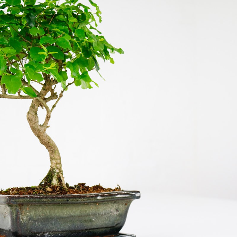 chinese privet bonsai