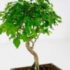 chinese privet bonsai