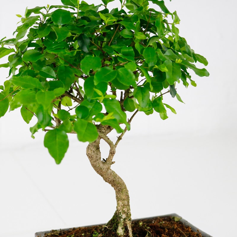 chinese privet bonsai